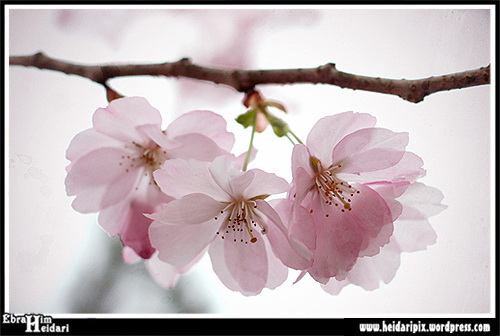شکوفه های سیب - عکس: ابراهیم حیدری
